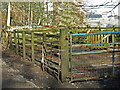 Sheep pens west of Bushy Flat