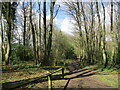 Path in Bestwood Country Park