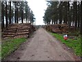 SJ9715 : Timber stacks by Ian Calderwood