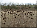 A field of teasels near Saunderton