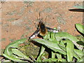 Bee - fly on bridge wall