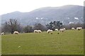 Sheep and the Malvern Hills