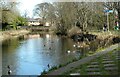 Ducks on the canal