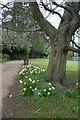 SE6250 : Daffodils beneath a beech tree by DS Pugh