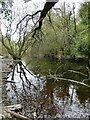 Berengrave Local Nature Reserve, Rainham