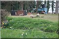 Sheep grazing by Thaxted Road, Debden