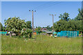 Maple Road Allotments