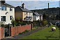 Sheep grazing on the verge beside Park Hill