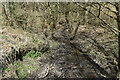 Stream below Whitecroft Road