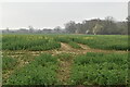 Footpath, Oilseed rape