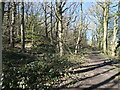 Path along the northern edge of Totty Spring