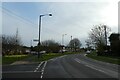 Daffodils along Heslington Lane