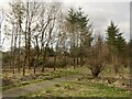 Path and windthrow, Law Hill Community Woodland