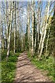 Footpath through trees