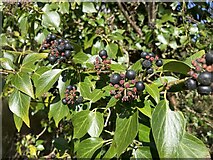 H4772 : Ivy berries, Campsie by Kenneth  Allen