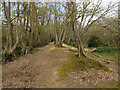 Bank between Ifield Brook and Ifield Mill Stream