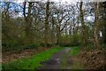TL2803 : Northaw Great Wood (Country Park) by Roger Jones