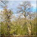 TL2804 : Sunlight catches trees - Northaw Great Wood (Country Park) by Roger Jones