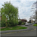 A willow on Topcliffe Way