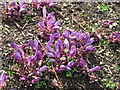 Purple Toothwort [Lathraea clandestina]