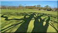 Sycamore shadow