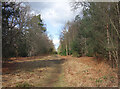Forest Track near Crowthorne