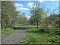 Woodland path, Betty Eastwood Park