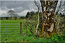 H5172 : Gate and tree, Cloghfin by Kenneth  Allen
