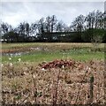 Overgrown pond