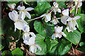 Sweet Violet (Viola odorata)