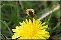 SE3827 : Dark-edged Bee-fly (Bombylius major), St Aidan's Nature Park, Leeds by Mike Pennington