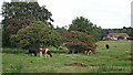 Grazing by Newstead Brook near Hem Heath