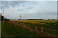 Rape field beside Tockwith Road