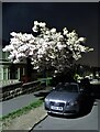 Cherry tree in full blossom at night