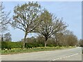 Roadside in Spring