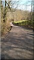 Trackway at Stepaside