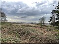 Heathland on North Warren, Aldeburgh