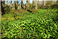 Ramsons, Ellacombe Plantation