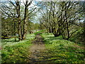 The Kelvin Walkway