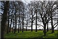 A Stand of Trees in the Grounds of Hotham Park