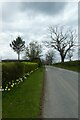 Daffodils along Kirkby Moor Road