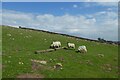 Sheep below the monument