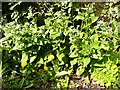 Green Alkanet, Brighouse