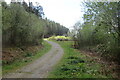 Llwybr ceffyl  Alltywermwd / Alltywormwood bridleway