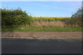 Rape field by Norwich Road, Thelveton