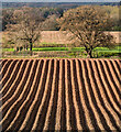 SO4974 : Ploughed field by Ian Capper