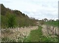 Bridleway by Addlethorpe Wood