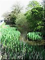 Roadside pond, Sicklinghall