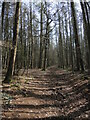 Trees along Tap