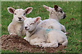 Lazing Lambs